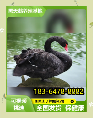 赤峰黑天鵝繁殖基地電話號(hào)碼-第1張圖片