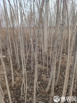 赤峰小葉楊樹(shù)苗批發(fā)電話地址-第1張圖片