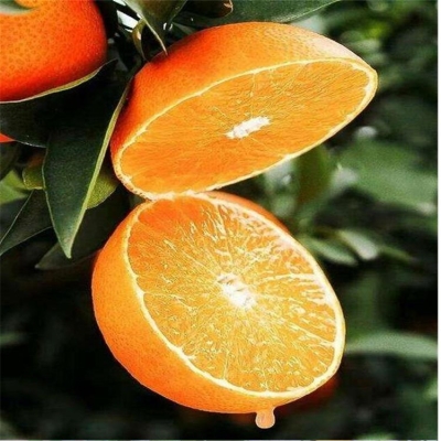 赤峰菜油批發(fā)電話號碼多少號-第1張圖片