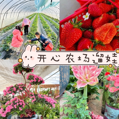 赤峰花卉市場賣草莓的電話是多少-第1張圖片