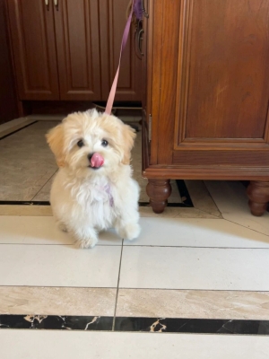 赤峰馬爾泰狗狗店電話號碼查詢-第1張圖片