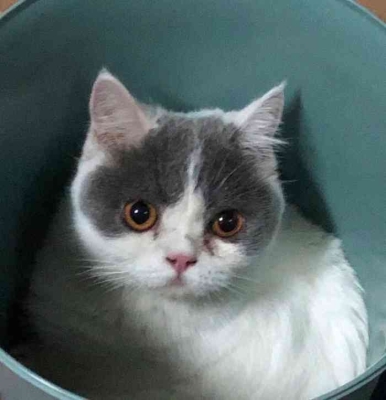 赤峰汪喵寵物港電話多少號-第1張圖片