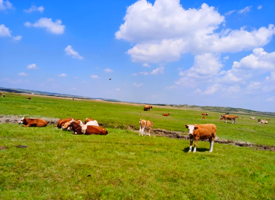 藍(lán)旗到赤峰的拼車電話號碼-第1張圖片