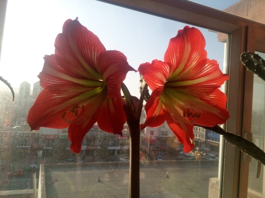 赤峰市伊合園飯店電話號碼-第1張圖片