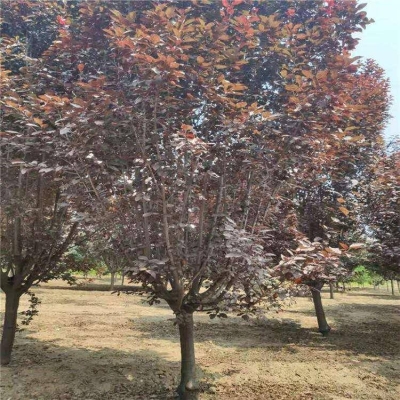 赤峰土球供應商電話地址查詢-第1張圖片