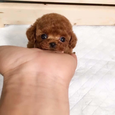 赤峰寵物犬舍電話多少號-第1張圖片