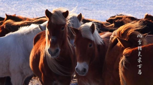 赤峰市馬占強診所電話號碼-第1張圖片