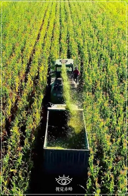 赤峰正大養(yǎng)殖廠電話多少號-第1張圖片