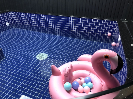 赤峰芭迪寵物生活館電話號(hào)碼-第1張圖片