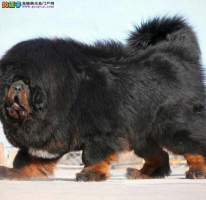 內(nèi)蒙赤峰賣狗電話多少啊-第1張圖片