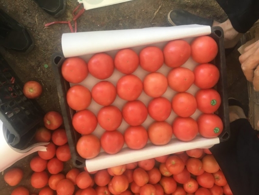 赤峰冰皮粉批發(fā)廠家電話號碼-第1張圖片