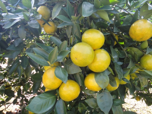 赤峰山杏核收購(gòu)電話號(hào)碼是多少-第1張圖片