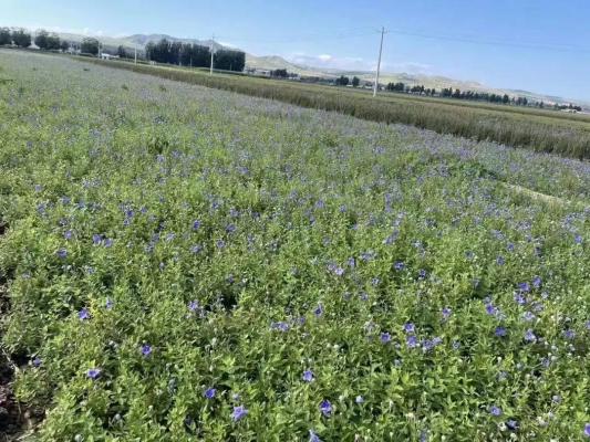 赤峰牛營(yíng)子露營(yíng)基地電話號(hào)碼-第1張圖片