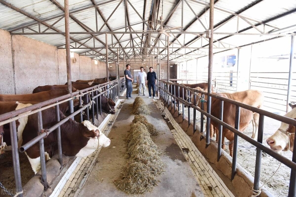 內(nèi)蒙赤峰養(yǎng)牛場(chǎng)電話號(hào)碼查詢-第1張圖片