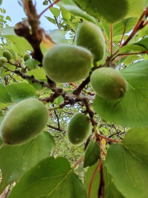 赤峰市青杏收購(gòu)電話地址查詢-第1張圖片