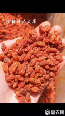 赤峰市沙棘果廠地址電話號(hào)碼-第1張圖片