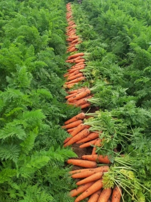 赤峰小蘿卜露營(yíng)地電話-第1張圖片