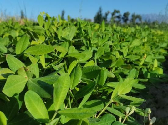 赤峰林東花生種植基地電話號碼-第1張圖片