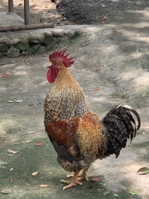 赤峰雨潤散養(yǎng)公雞基地電話號碼-第1張圖片