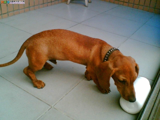 赤峰寵物店臘腸犬電話號(hào)碼-第1張圖片