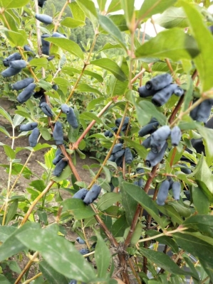 赤峰果樹苗批發(fā)-第1張圖片