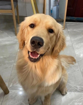 赤峰市金毛狗出售電話號碼-第1張圖片