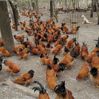 赤峰雞部位批發(fā)在哪里-第1張圖片