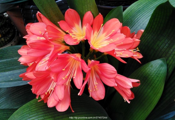 赤峰紅山區(qū)花卉市場電話號碼-第1張圖片