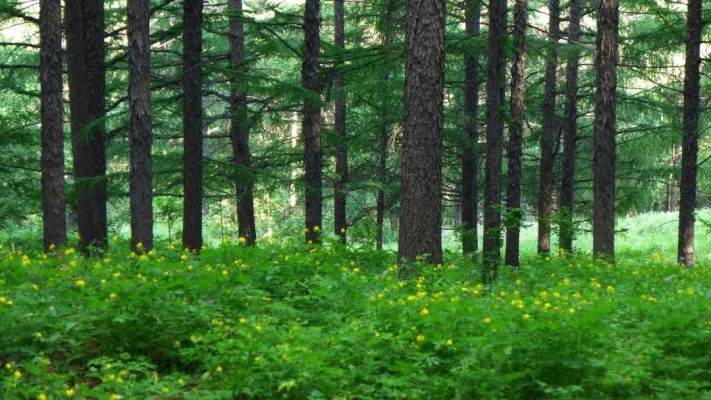赤峰南山森林氧吧電話號碼多少-第1張圖片