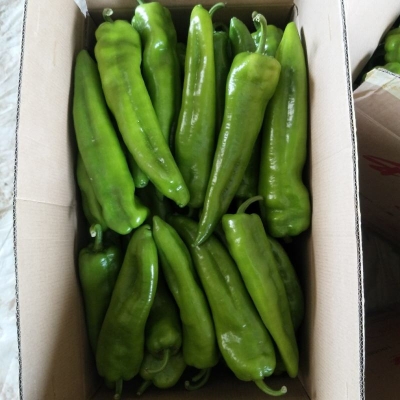 赤峰附近種菜基地電話多少號-第1張圖片