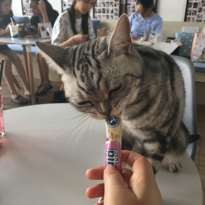 赤峰萬達貓館電話地址查詢-第1張圖片