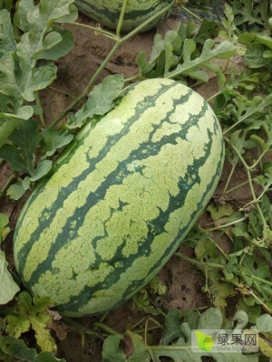 赤峰西瓜采購網(wǎng)官網(wǎng)電話號碼-第1張圖片