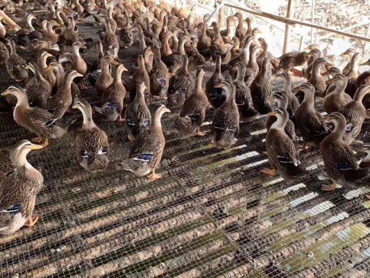 赤峰鴨養(yǎng)殖場電話號(hào)碼查詢-第1張圖片