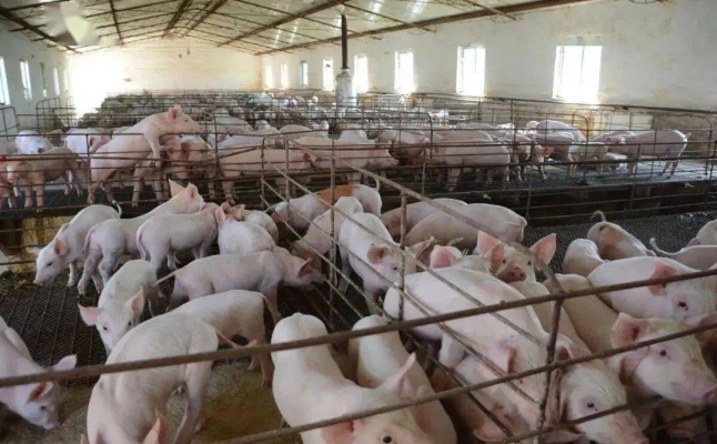 赤峰雨潤(rùn)養(yǎng)殖場(chǎng)電話多少號(hào)-第1張圖片