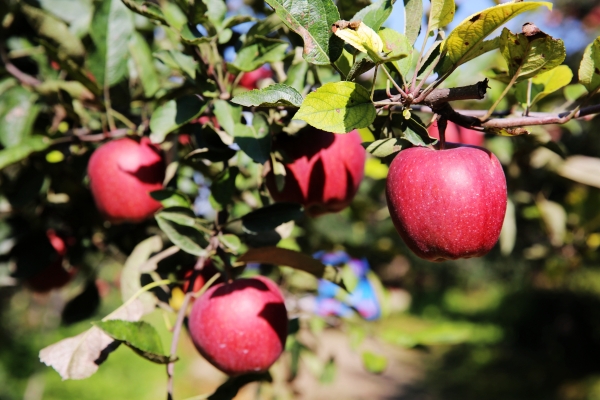 赤峰蘋果果袋公司電話多少號-第1張圖片