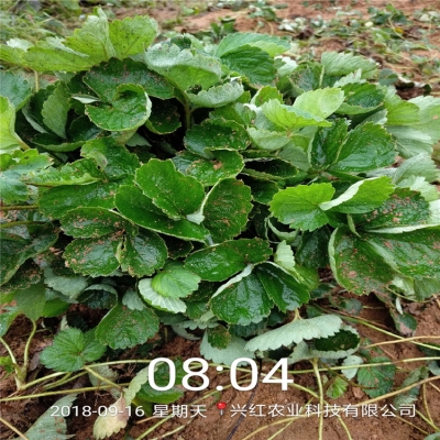 赤峰炒餅批發(fā)電話多少號(hào)-第1張圖片