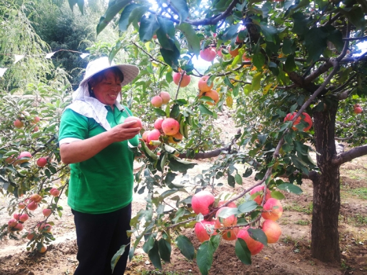 赤峰果樹基地電話多少啊-第1張圖片