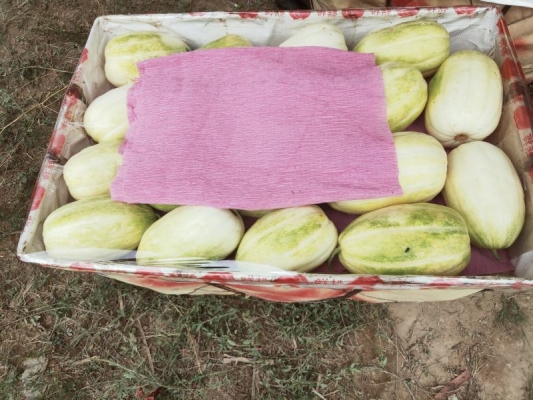 內(nèi)蒙赤峰蜜瓜種植基地電話號(hào)碼-第1張圖片