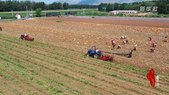赤峰土豆培土基地電話是多少號-第1張圖片