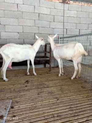 赤峰賣奶山羊電話號碼查詢地址-第1張圖片