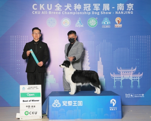 赤峰巨貴犬舍電話號碼多少-第1張圖片