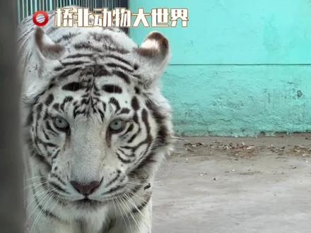 赤峰市南山動(dòng)物園電話號碼-第1張圖片