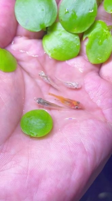 赤峰觀賞小魚批發(fā)市場電話號碼-第1張圖片