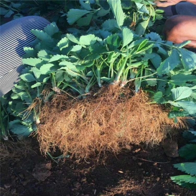 赤峰烤腸機(jī)批發(fā)電話地址查詢-第1張圖片