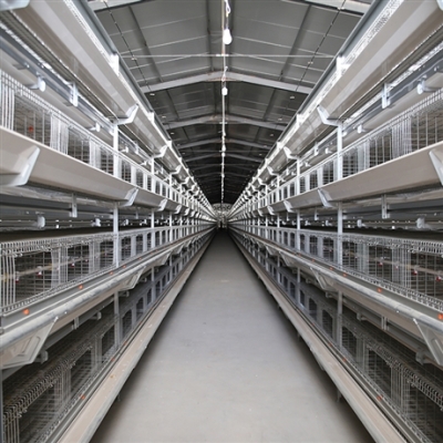 赤峰肉雞籠養(yǎng)殖廠電話號碼-第1張圖片