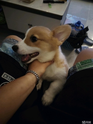 赤峰柯基出售同城電話多少錢-第1張圖片