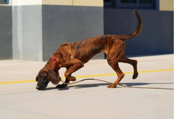 赤峰市搜救犬收養(yǎng)所電話號碼-第1張圖片