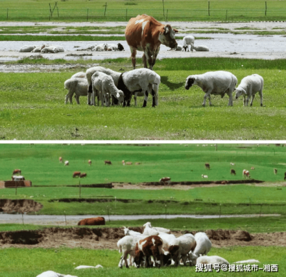 赤峰倍樂獸藥招聘電話號碼查詢-第1張圖片