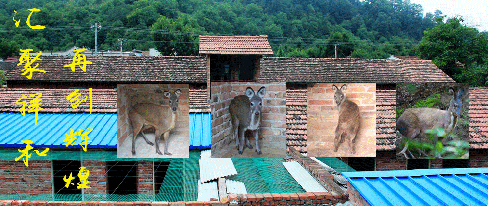 赤峰林麝養(yǎng)殖有限公司電話號碼-第1張圖片