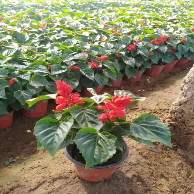 赤峰花海供應(yīng)商電話號碼查詢-第1張圖片